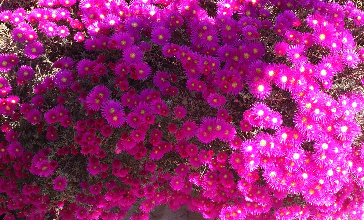 Fioritura di Mesembryanthemum nello stabilimento balneare Lungomare Vittorio Emanuele  -  Sanremo 24 aprile 2014