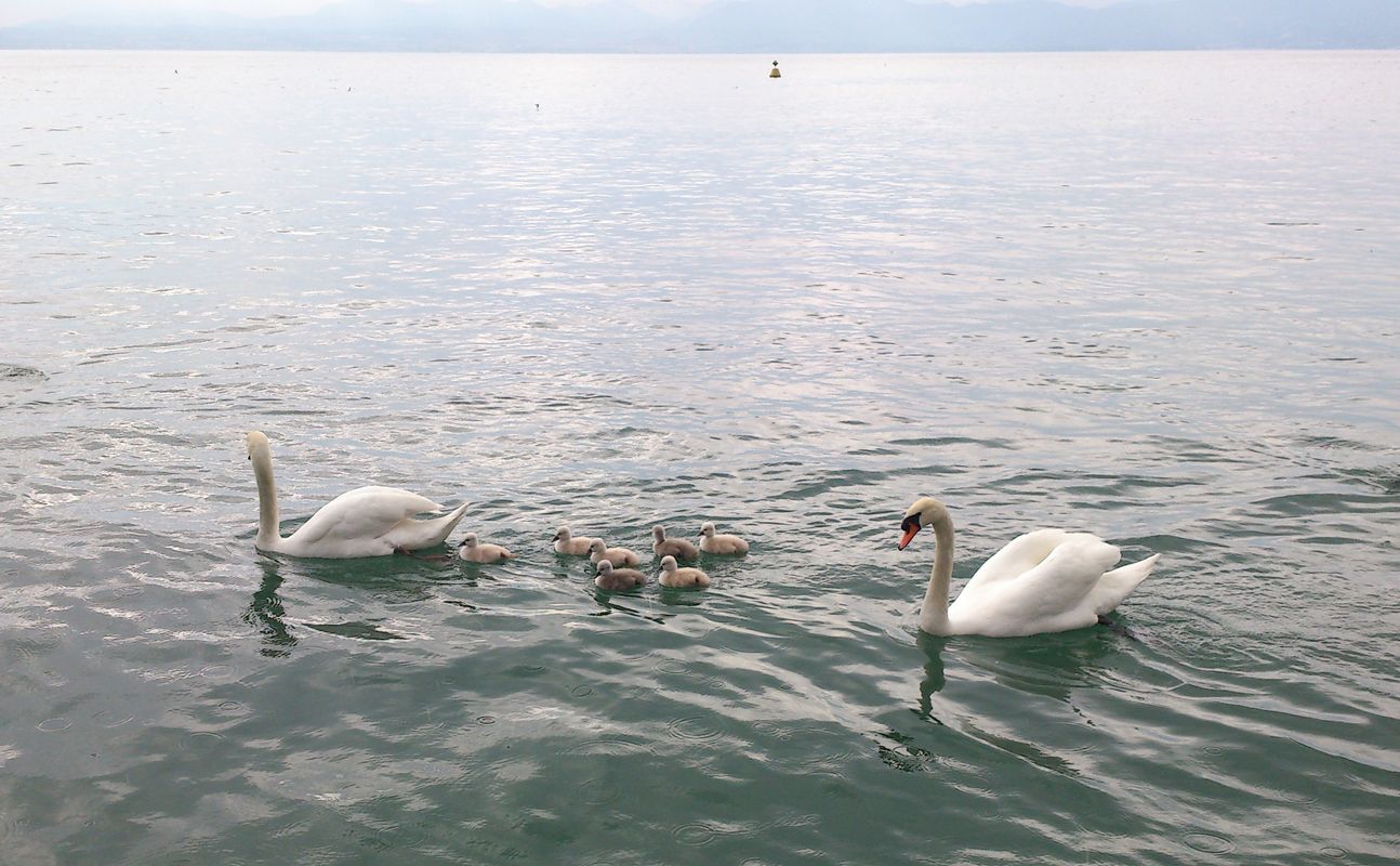 LAZISE CIGNOTTI