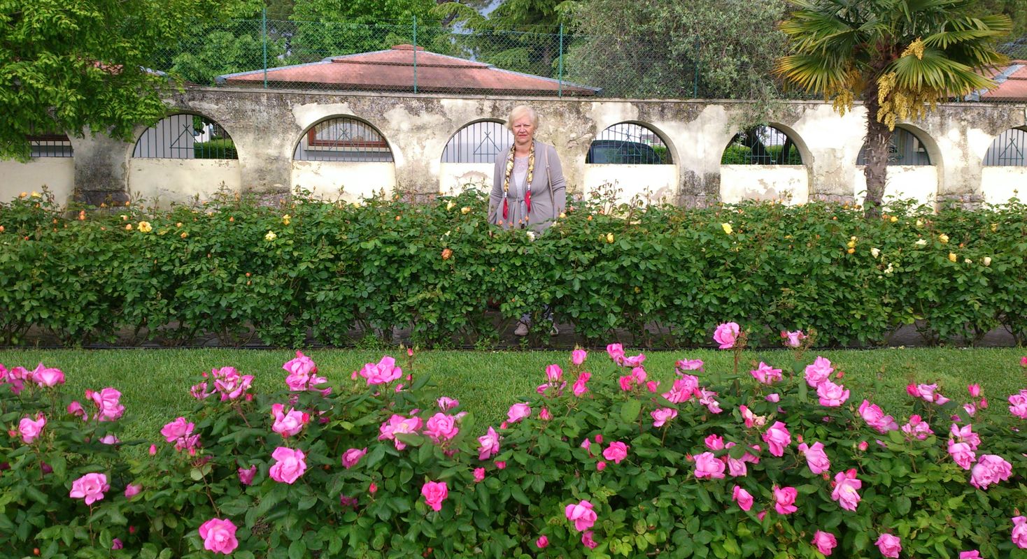 Lazise, rose