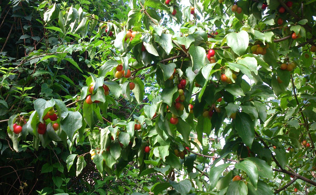 Corniolo