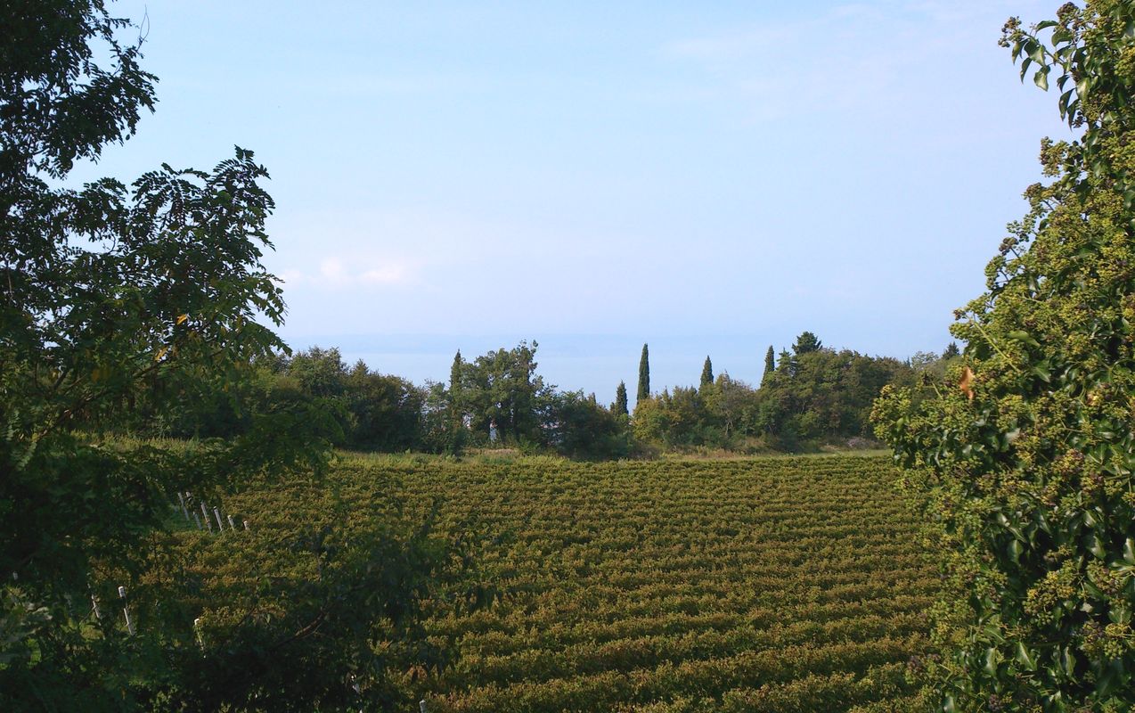 Cavaion, vigneto Incaffi