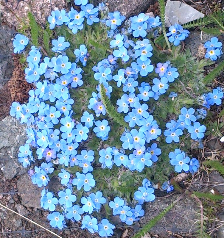 Miosotis alpestris